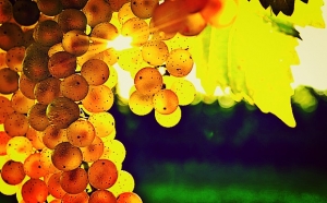 La uva: la materia prima del vino