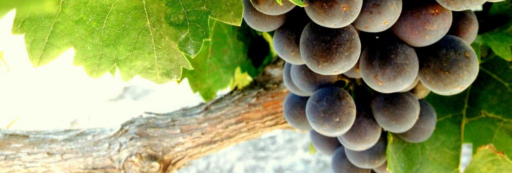 ¿Influyen los factores de calidad de un viñedo o prima más la calidad de la uva?