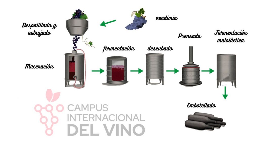 Cuáles son los pasos del proceso de elaboración del vino