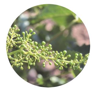 Grano tamaño guisante